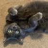 photo of the contributor's cat, Jade, lying on the floor on her back with her belly showing