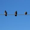 Four birds sit together on a wire.