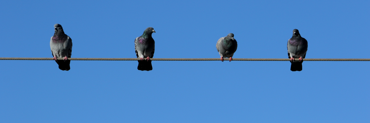 Four birds sit together on a wire.