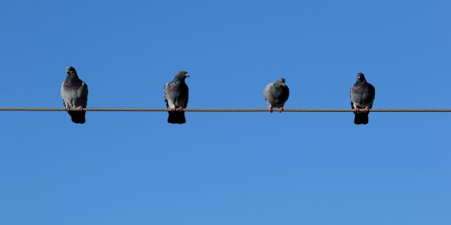 Four birds sit together on a wire.