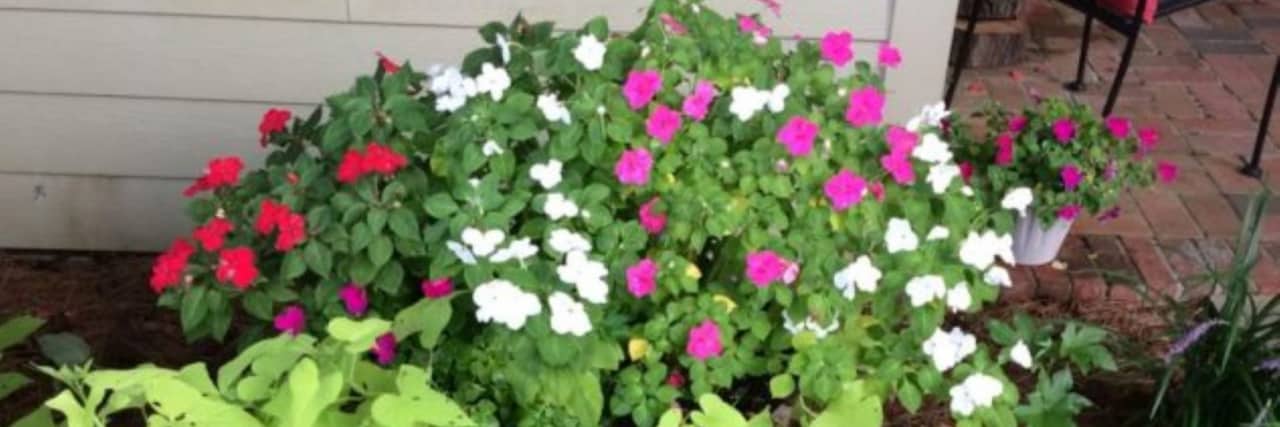 A Hurricane Taught Me Lessons About Chronic Illness and Resilience The author's pink, white, and purple impatient flowers in a pot.