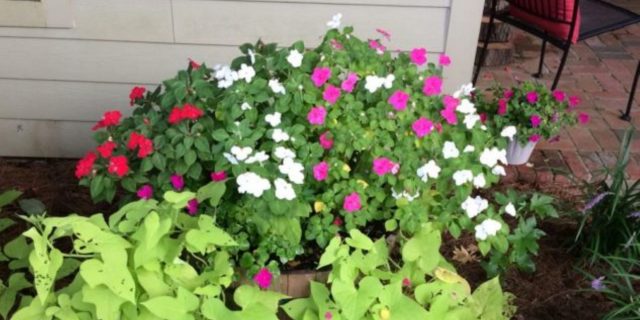 The author's pink, white, and purple impatient flowers in a pot.