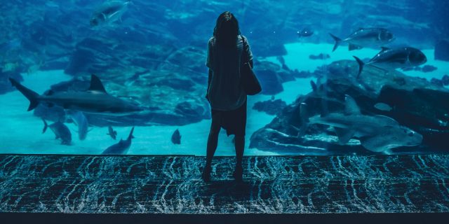 How Waiting for My Daughter's Passing Feels Like Living in an Aquarium A woman stands on a platform and looks into a large aquarium display.