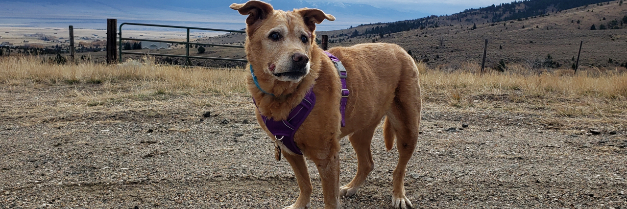 My Chronic Illness Taught Me How to Grieve My Pet’s Death