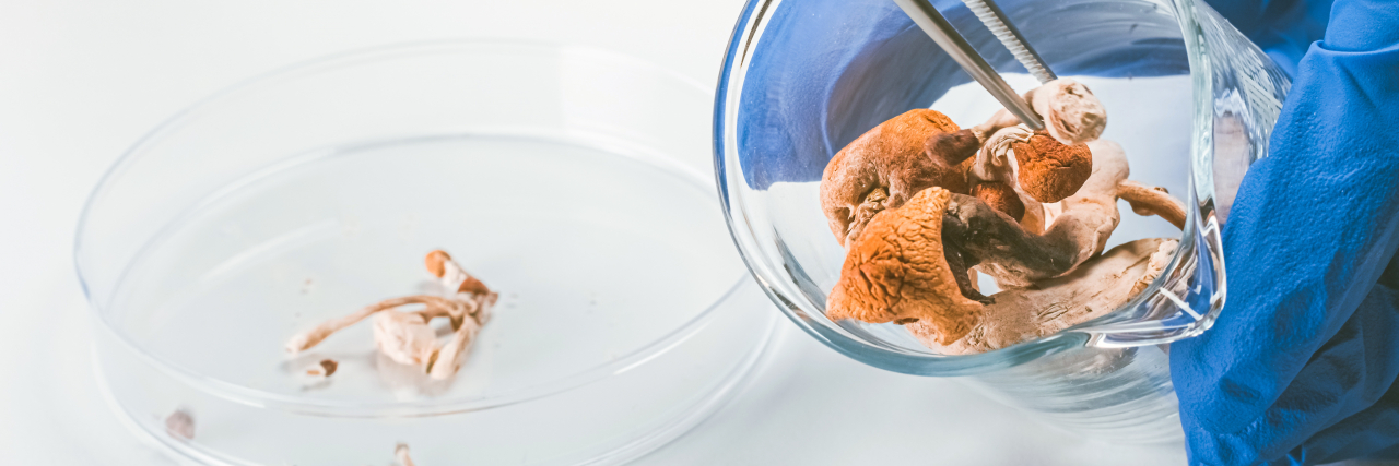 New Mental Health Treatments You Need to Know About photo showing a person wearing blue gloves removing psilocybin magic mushrooms from a beaker with tweezers
