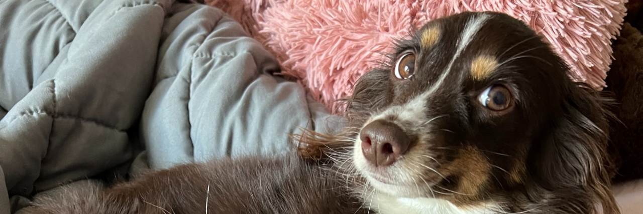 What It's Like to Raise a Dog Through Suicidality A brown and white mini australian shepherd staring up at the camera laying on two blankets