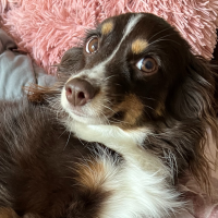 A brown and white mini australian shepherd staring up at the camera laying on two blankets