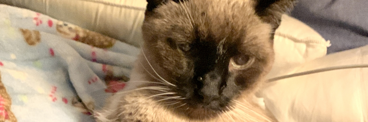 8 Things to Do While Self-Isolating With COVID Monika's Siamese cat