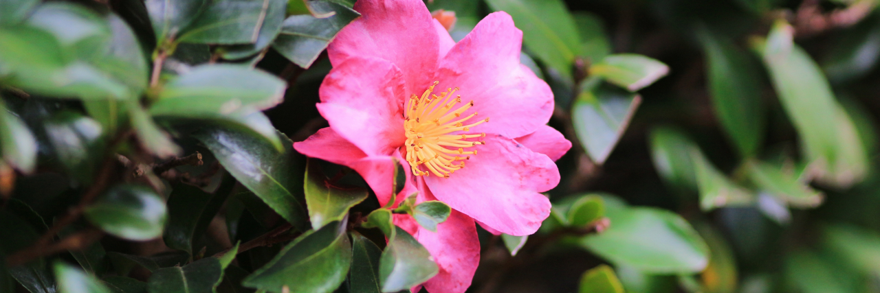 Changing My Relationship With Chronic Migraine Single camellia flower on a tree.