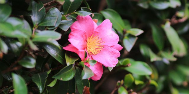 Single camellia flower on a tree.