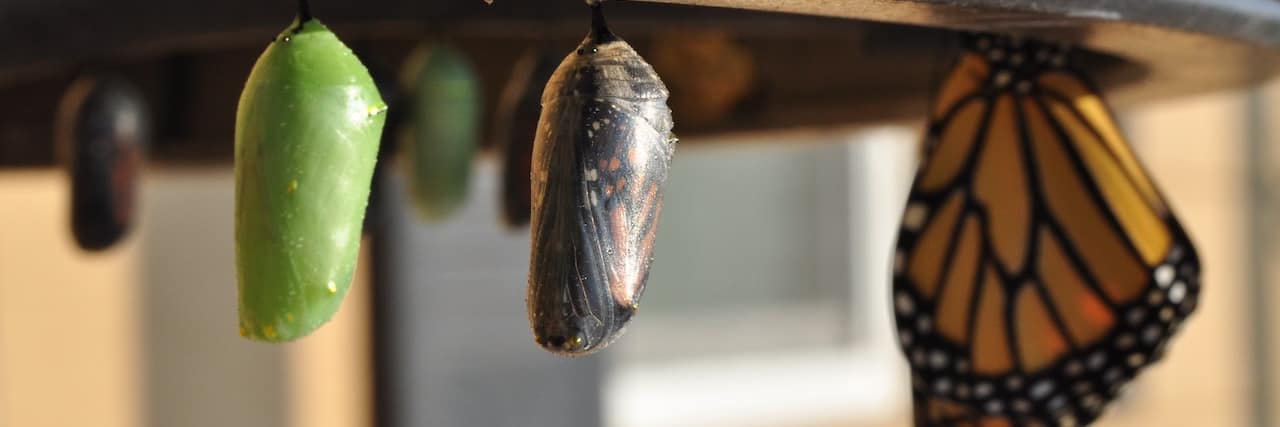 How the Pandemic Helped Us See What Really Matters Image of caterpillars in cocoons with one turned into a butterfly