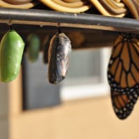 Image of caterpillars in cocoons with one turned into a butterfly