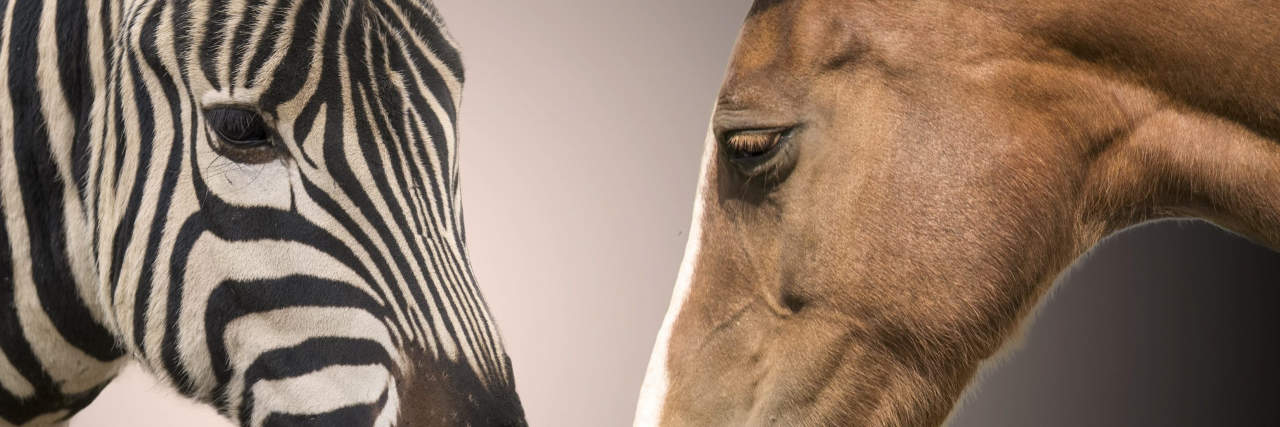 In Defense of Just Ordering the Damn Tests Zebra and horse