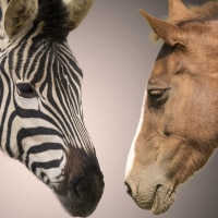 Zebra and horse