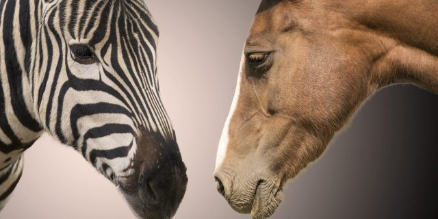 Zebra and horse