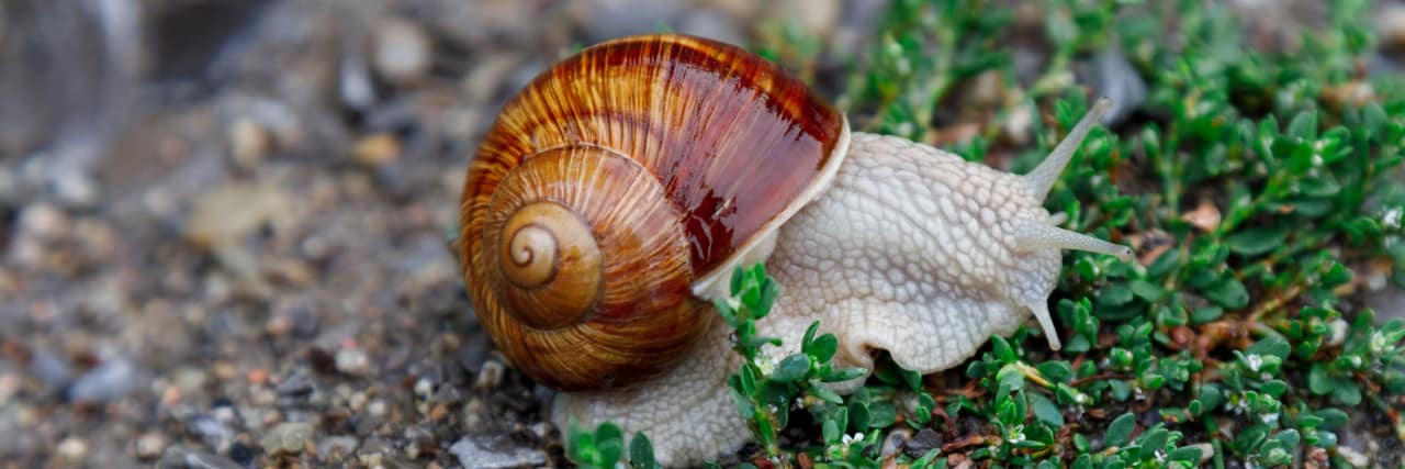 Accepting the Intrusive Thoughts in My Unique Autistic Brain Snail