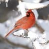 A red cardinal perches on a tree branch that is covered in snow.