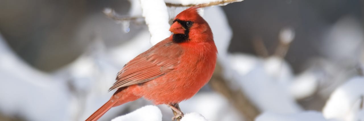 Finding Hope in Life as a 'Generation Disaster' Millennial During Tragic World Events A red cardinal perches on a tree branch that is covered in snow.