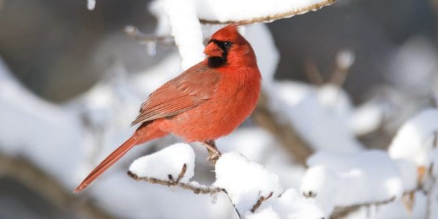 A red cardinal perches on a tree branch that is covered in snow.