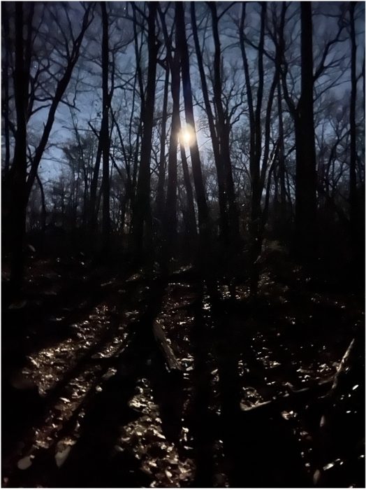 moon rising among a dark thicket of trees