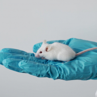 A mouse sitting in a person's gloved hand
