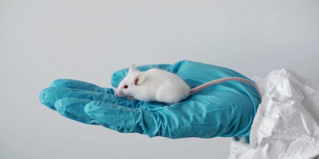 A mouse sitting in a person's gloved hand
