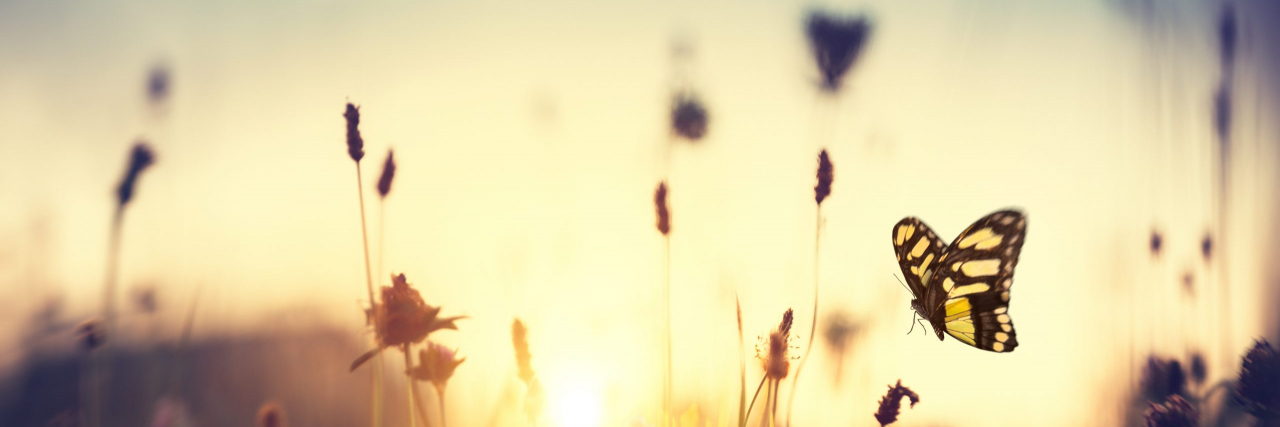 How Advocating for Myself Helped me Navigate Life with Achondroplasia Close up of butterfly and flowers in meadow at sunset