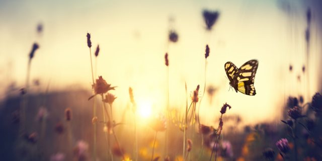 Close up of butterfly and flowers in meadow at sunset