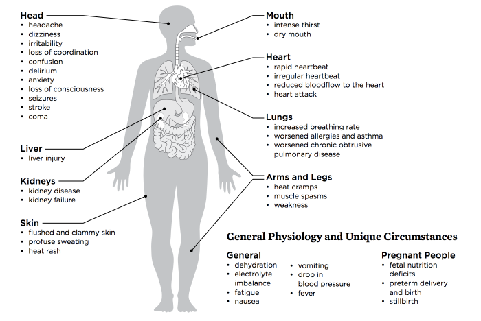 Image of human body and organs showing what heat can do different areas of the body