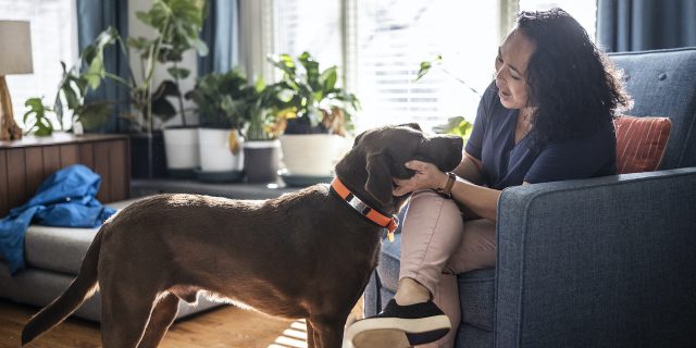 Woman petting dog at home