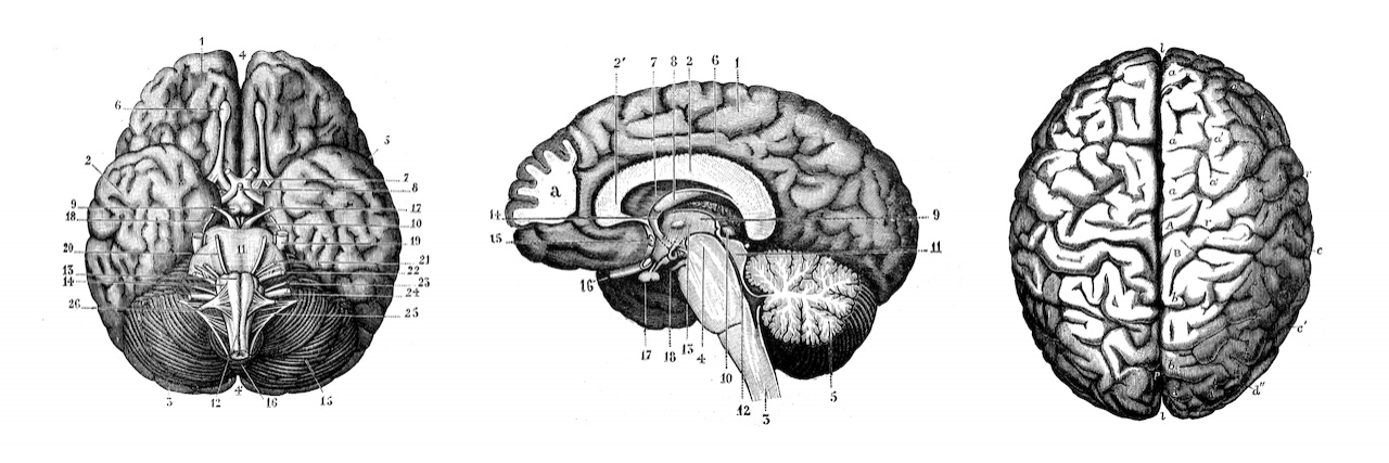 When Was Epilepsy Discovered? A Short, But Long History Collection of antique anatomy illustrations of the brain