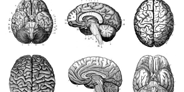 Collection of antique anatomy illustrations of the brain