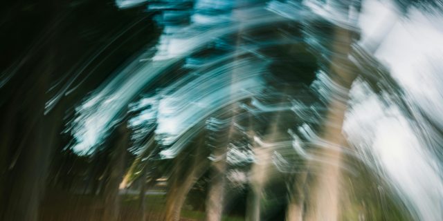 Dizzying image of the woods