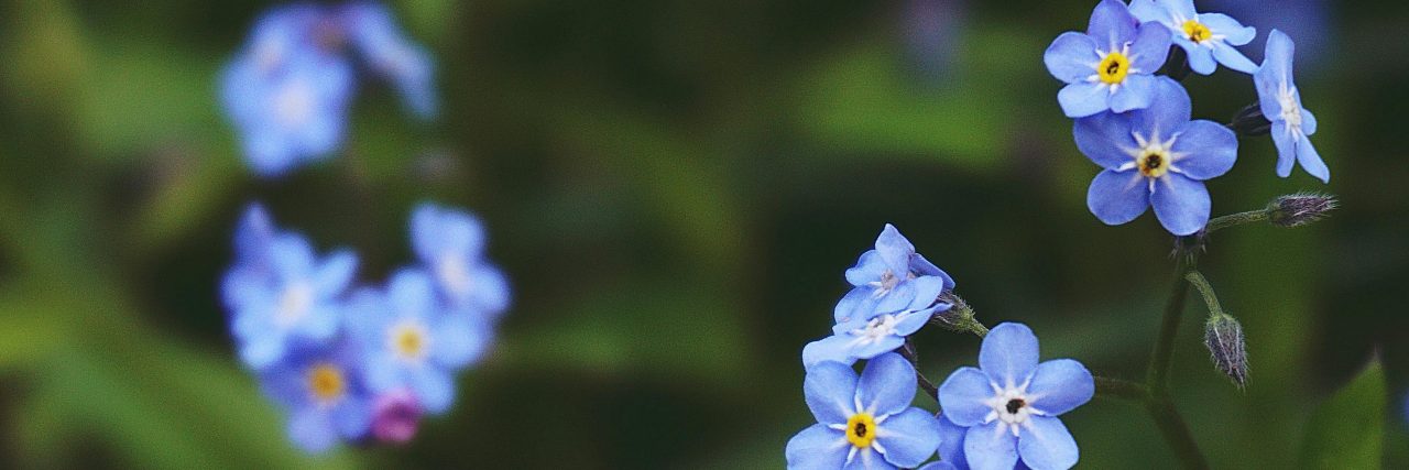 forget-me-not flowers