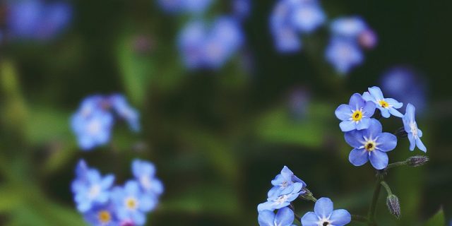 forget-me-not flowers