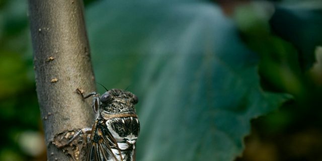 What Is “Cicada COVID”? A Guide to the New BA.3.2 Variant cidada on a tree