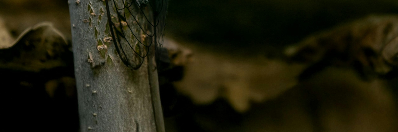 What Is “Cicada COVID”? A Guide to the New BA.3.2 Variant cidada on a tree